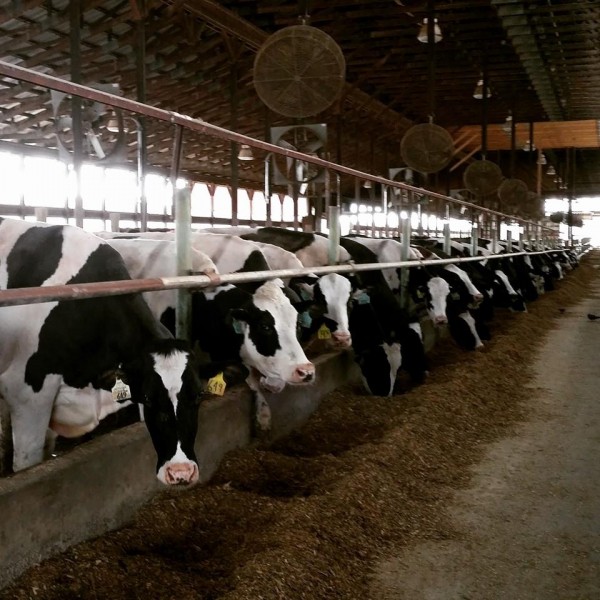 The ladies had a good classification this week 14 VG 1st lactation, 16