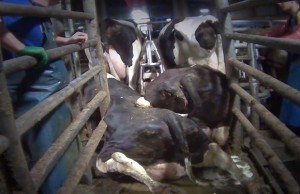 Fallen cows get tangled in a rotating milking system at Chilliwack Cattle Sales in a video released on Monday June 9, 2010. THE CANADIAN PRESS/HO, SPCA ORG XMIT: CPW1311