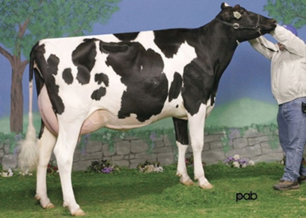 Canada’s joint top brood star cow, Gillette Blitz 2nd Wind VG-88 64*