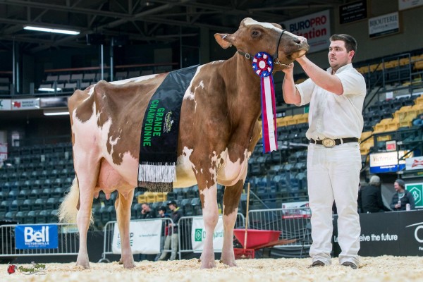 BBM CP CANDY-RED Grand Champion