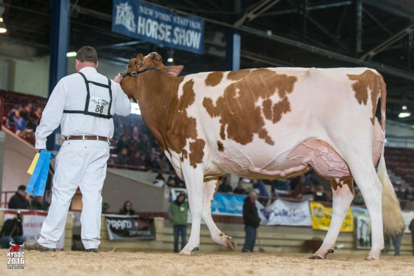 KULP-DALE REAL MARIA-RED 1st place Four Year Old