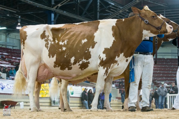 RIDGEDALE-T RAICHU-RED 1st place Production Cow