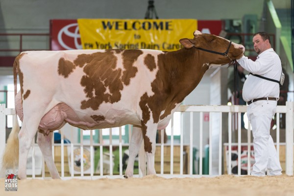 KULP-DALE REAL MARIA-RED Grand Champion
