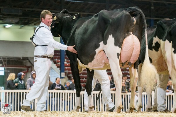 CRAIGCREST RUBIES ROCHELE 1st place Junior Three Year Old