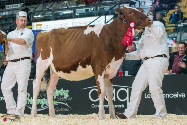 LAROCHELLE ABSOLUTE SISSI 1st place Summer Yearling 