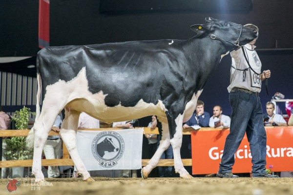 GAJC MONIQUE DOORMAN FELINA Sire: VAL-BISSON DOORMAN 1st place calf born of March 1st 2014 to May 31st 2014 Exhibited by: MIRETTI GUILLERMO 