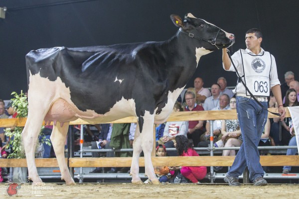 GAJC MAGENTA REGINALD HUESCA Sire: REGANCREST REGINALD 1st place Junior 2 Year Old - Expo Lechera / World Holstein Conference Exhibited by: MIRETTI GUILLERMO