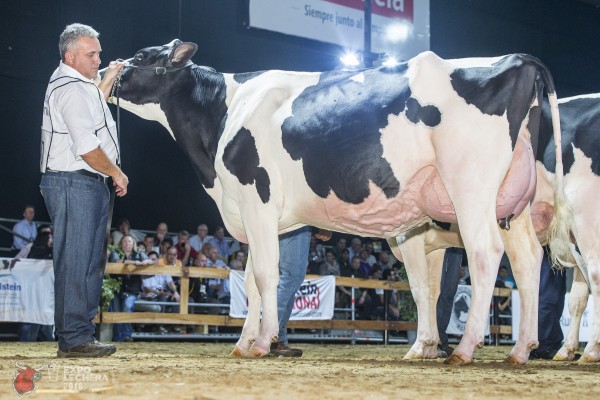 DON MINGO ALTARIA 5013 ATWOOD Sire: MAPLE-DOWNS-I G ATWOOD 1st place Senior 2 Year Old - Expo Lechera / World Holstein Conference Exhibited by: SYC TAMBOS S.A.