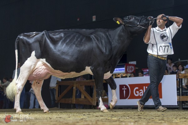 SHALOM 16 ONISE SID GOLD Sire: PINE-TREE SID 1st place Junior 3 Year Old - Expo Lechera / World Holstein Conference Exhibited by: LA TRAVESIA S.A. 