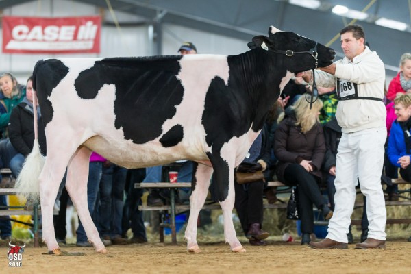 TRENT VALLEY GOLDCHIP ABRA 6 1st place Senior Yearling