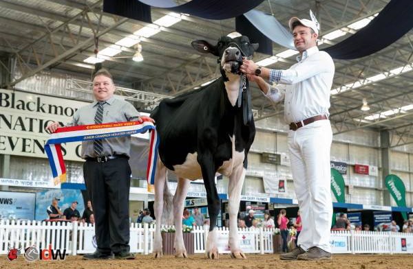 The IDW 2016 Junior Champion, Bluechip Goldchip Beicee with handler Alberto Medina (Spain) and judge Pierre Boulet (Canada) will sell on October 13 along