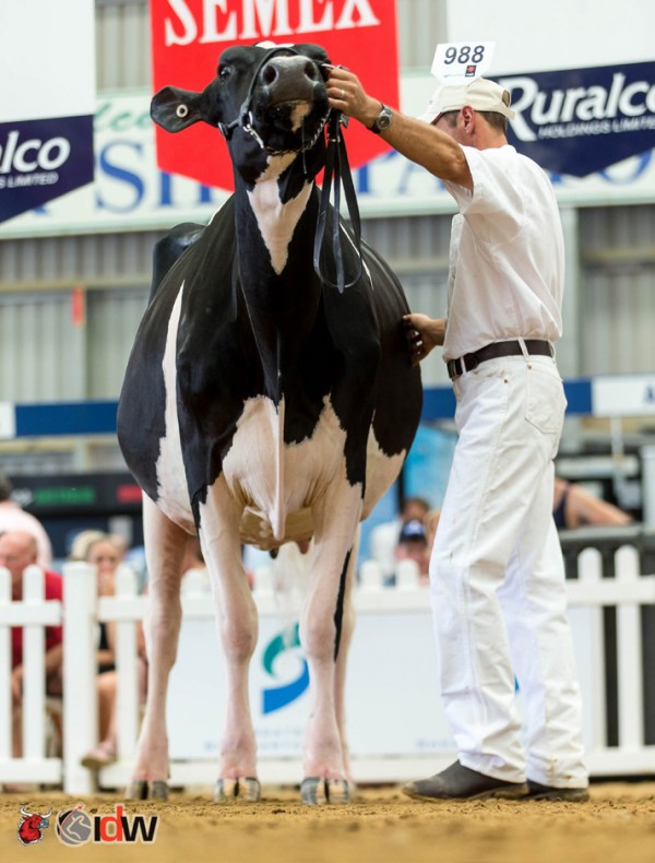 Dean Malcolm and Bluechip Goldwyn Frosty VG88-2yrs (max) at IDW in January.