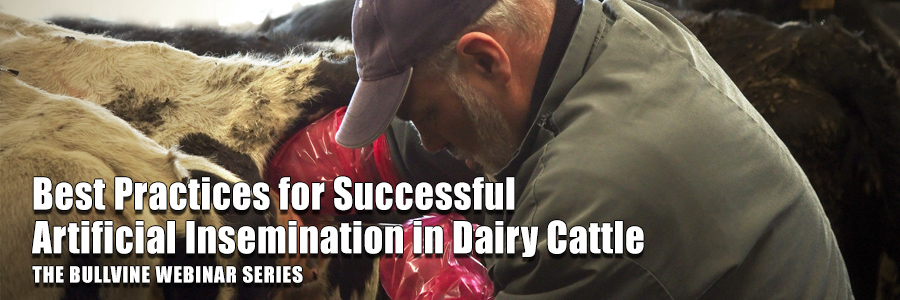 Best Practices for Successful Artificial Insemination in Dairy Cattle
