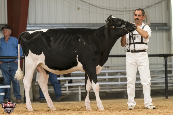 PAPPYS GOLDWYN RAINDROP-ET 1st place Summer Yearling