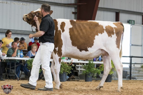 MS ESKDALE ABS LUNA-RED-ET 1st place R&W Fall Yearling