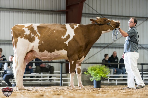 BUTTER-DELL DESARAE-RED-ET 1st place Red & White Senior Three Year old