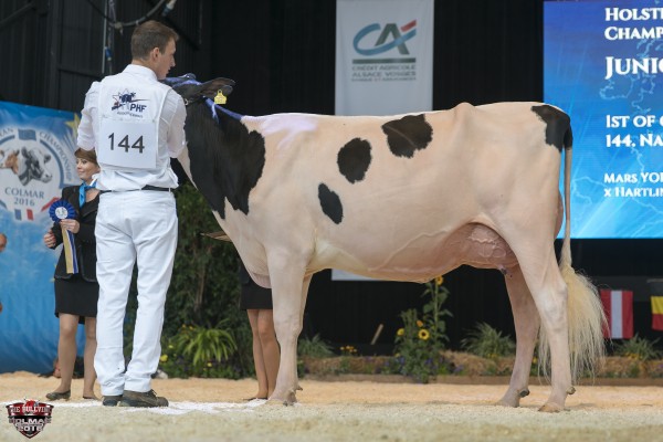 NAOMI 1st place Junior 3 All-European Champion Holstein Show Austria