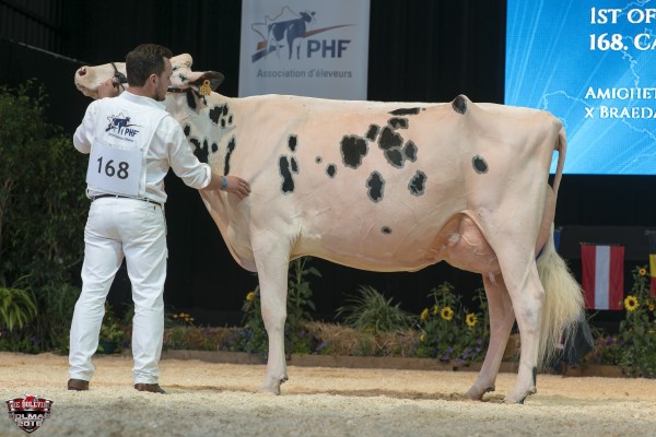 CAPJ IRANA 1st place Intermediate 1 All-European Champion Holstein Show France