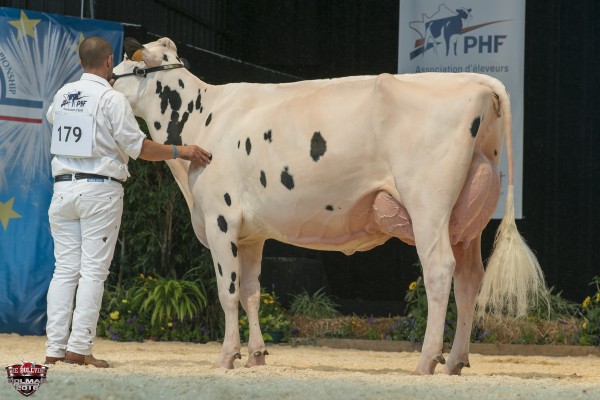 DOTTI STANLEYCUP WHITE 1st place Intermediate 2 All-European Champion Holstein Show Italy 