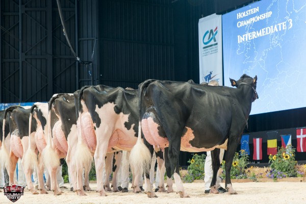 HELINE 1st place Intermediate 3 All-European Champion Holstein Show France 
