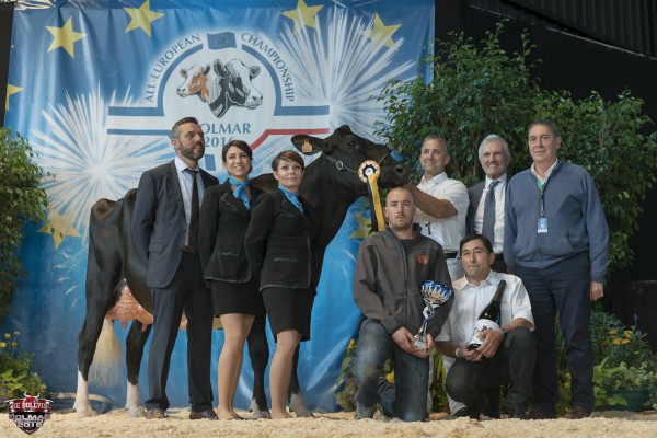 HELINE Intermediate Champion All-European Champion Holstein Show France 