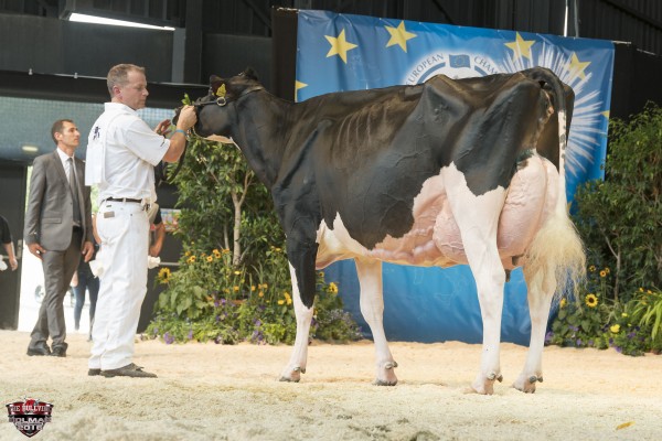  HALLOW ATWOOD TWIZZLE 1st place Senior 1 All-European Champion Holstein Show Italy