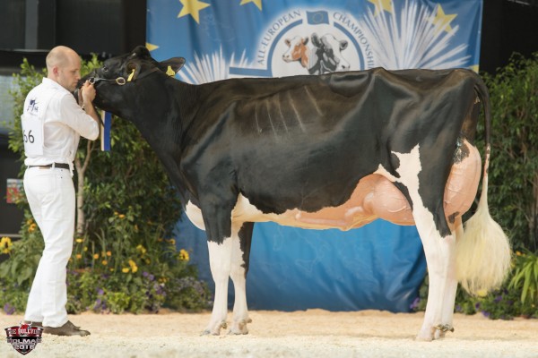 GALYS-VRAY 1st place Senior 2 All-European Champion Holstein Show Switzerland 