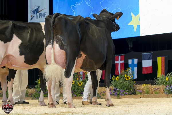 CASERINI F ALEXANDER EPICA 1st place Intermediate 4 All-European Champion Holstein Show Italy 