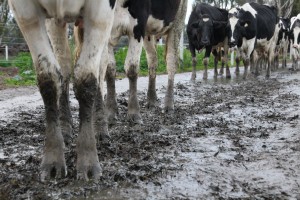 Mud sticks and none more so than the mud on Murray Goulburn’s reputation. As some farmers deal with a tough winter – they are also facing milk pricing challenges they never dreamed could happen. Photo: Sheila Sundborg