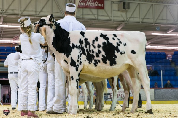 GARAY AWESOME BEAUTY 1st place Junior Calf 2016 Trios Rivieres Alana McKinven