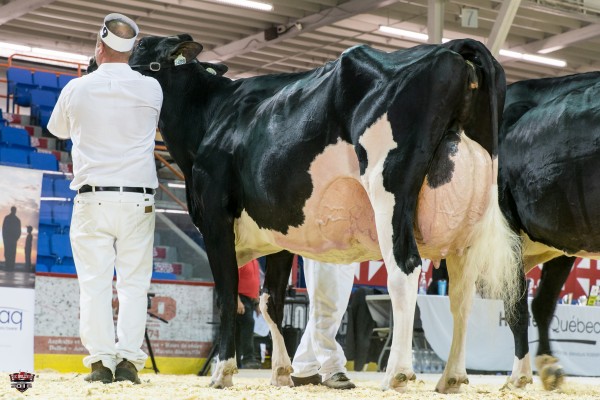 MORSAN GOLD TAFFY 1st place Mature Cow 2016 Trois Rivière Ferme Cerpolait