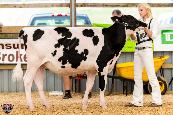 LILYKING DM FIRSTLILY, HOCANF12135567 Champion Junior Owned Ontario Summer Show 2016 LILYKING FARM