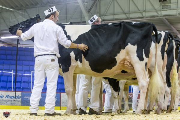 SANTSCHI AFTERSHOCK HOLIDAY 1st place Senior 2 Year Old 2016 Trois Rivière Ferme Yvon Sicard