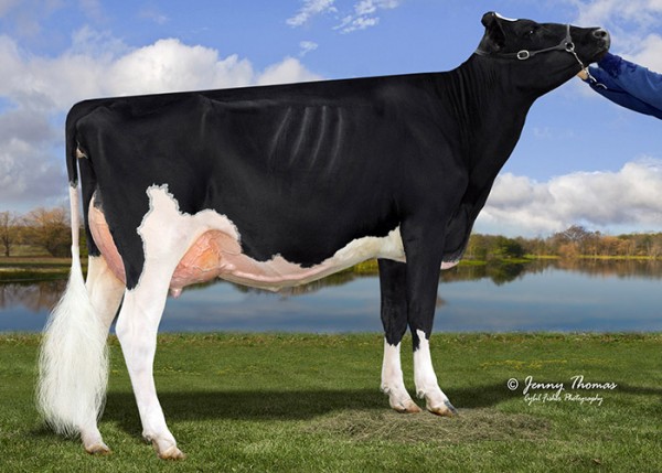 New York State Fair Grand Champion, Ms Absolute Bliss VG-88-2yr.