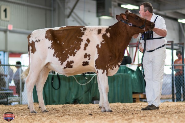 KELLY-VIEW PRIME HEART 1st Place Spring Yearling Heifer William Kelly