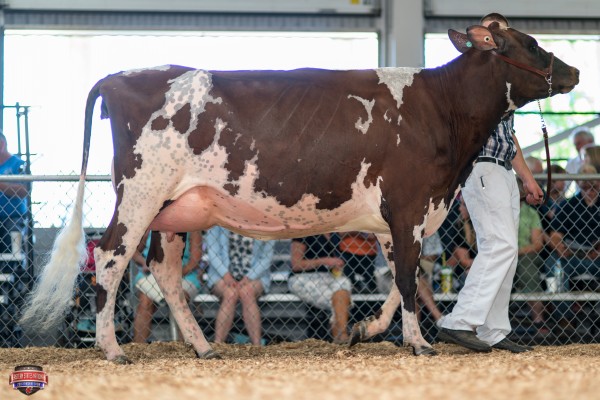 RIDALE NEMO SERENITY 1st Place Junior Two Year Old Ridale Genetics, Agawam Farm 