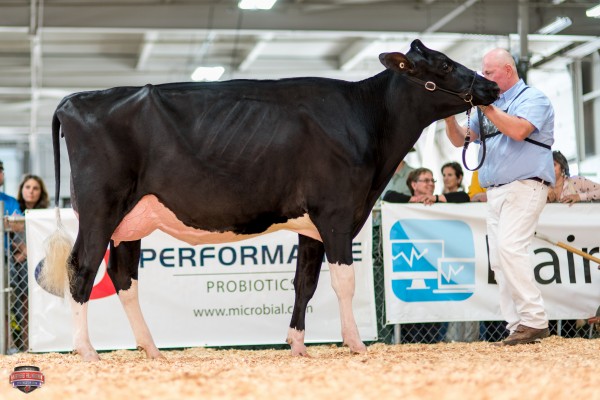 ALLYNDALE SHOCKING LILAC 1st place Pineland Futurity & Junior Two Year Old Justin Allyn