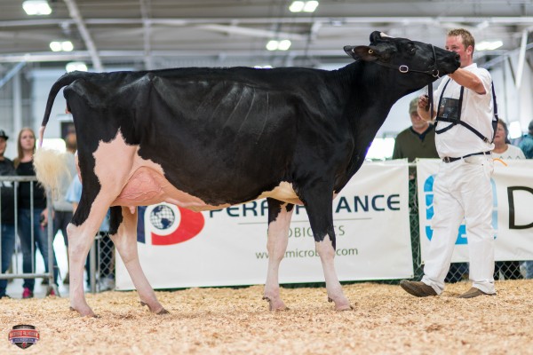 JACOBS REGINALD KATE 1st place Senior Two Year Old Ferme Jacobs