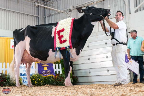 WEEKSDALE JUDGES HARMONY Senior and Grand Champion 2016 NorthEast Fall National Show Glamourview, Borba, Weeks