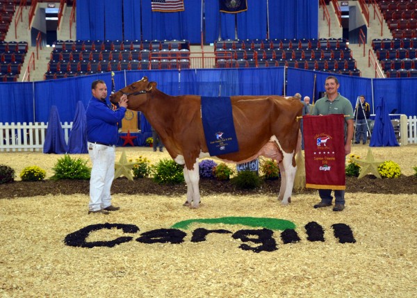 Meadow Green Abso Fanny-Red-ET, exhibited by Frank Borba, Mike Berry, and Triple-T Holsteins of North Lewisburg, Ohio, was named Supreme Champion Cow of the 2016 All-American Dairy Show Thursday, Sept. 22 during the Supreme Champion pageant at the Farm Show Complex and Expo Center in Harrisburg. (L-R) Nathan Thomas and Jared Zimmerman of Cargill.
