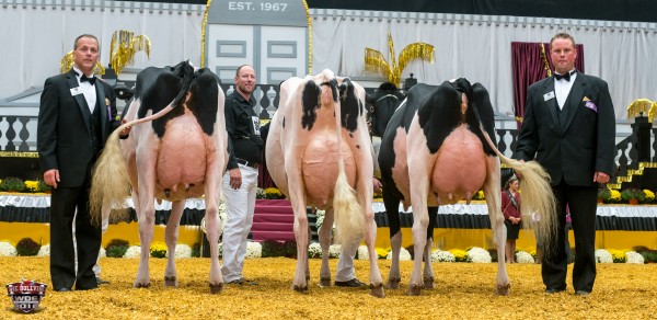International Holstein Show - 2016 World Dairy Expo Lingle Gold Freaky Girl-ET Intermediate Champion Budjon Farms and Peter & Lyn Vail Lomira, WI Winterbay Dude Guinness Reserve Intermediate Champion Eaton Holsteins and David Crack Jr Marietta, NY Lindenright Gold Anebel HM Intermediate Champion Hodglynn and Crackholm, Kincardine, ON