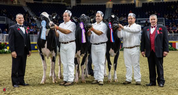 2016 Canadian National Holstein Show MS LISTERINES LUCKYLADY Junior Champion THOMAS, CUMMINGS CRAILA NC DOORMAN LUXURY RESERVE JUNIOR CHAMPION JM VALLEY HOLSTEIN, FERME FORTALE HOLSTEIN INC MILKSOURCE SID DESIRE HM JUNIOR CHAMPION VELTHUIS FARMS LTD