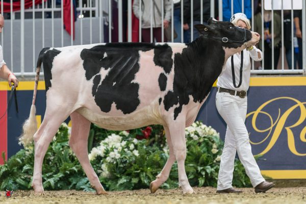 BEN301 CG CHEEZIE 1st place Senior Calf 2016 Canadian National Holstein Show CREEK HOME FARMS
