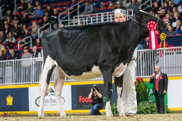 MS LISTERINES LUCKYLADY 1st place Junior Yearling 2016 Canadian National Holstein Show THOMAS, CUMMINGS