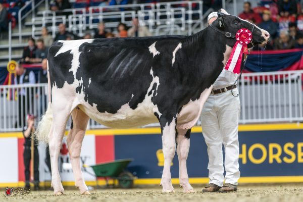 MILKSOURCE SID DESIRE 1st place Intermediate Yearling 2016 Canadian National Holstein Show VELTHUIS FARMS LTD