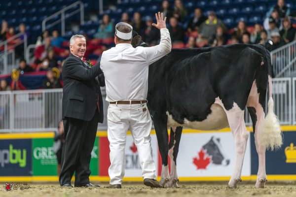 MS LISTERINES LUCKYLADY Junior Champion 2016 Canadian National Holstein Show THOMAS, CUMMINGS