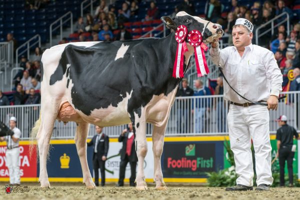 HIGH POINT GAY IVORY 1st place Milking Yearling 2016 Canadian National Holstein Show GLAUSER