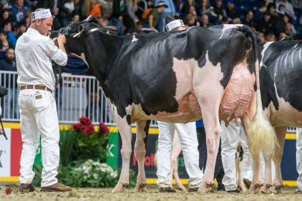 GUSTAVEN GOLDWYN JAELYN-P 1st place Senior Two Year Olds 2016 Canadian National Holstein Show ferme blondin, GLAUSER, VILLYVONE 