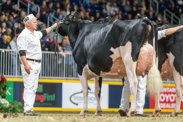 BEAVERBROCK GOLDWYN ZOEY 1st place Senior Three Year Olds 2016 Canadian National Holstein Show Milk Source, LLC Watch full coverage at http://www.thebullvine.com/show-reports/canadian-national-holstein-show-2016/