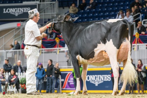 TREFLE CHASSEP DOORMAN 1st place Junior Two Year Olds 2016 Canadian National Holstein Show Milk Source, LLC